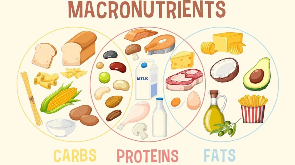 graphic of macronutrients in circles for a balanced meal

