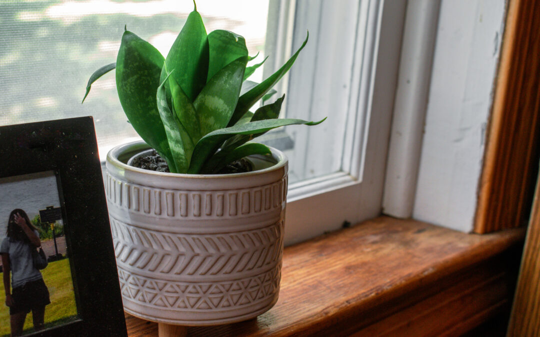 baby snake plant in a window sill