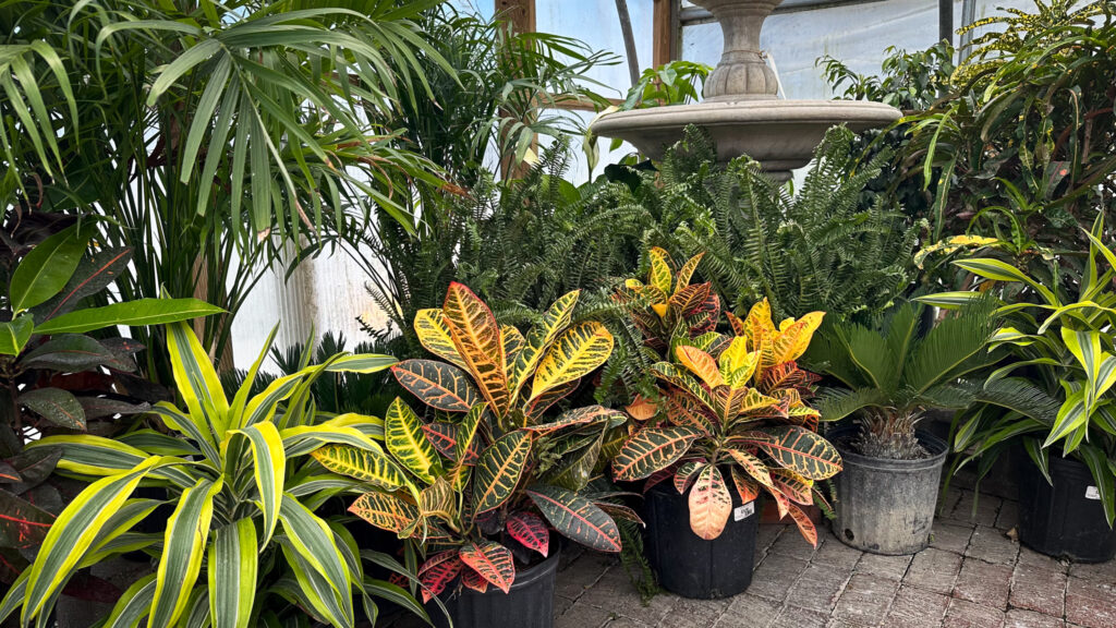 plant display in front of a fountain