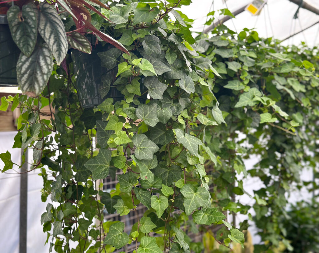 hanging ivy plant