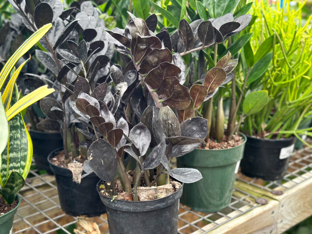 zz plant at plant store