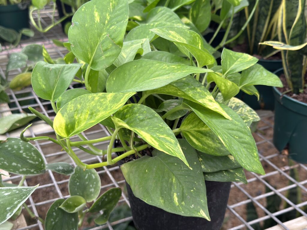 GOLDEN POTHOS HOUSE PLANT