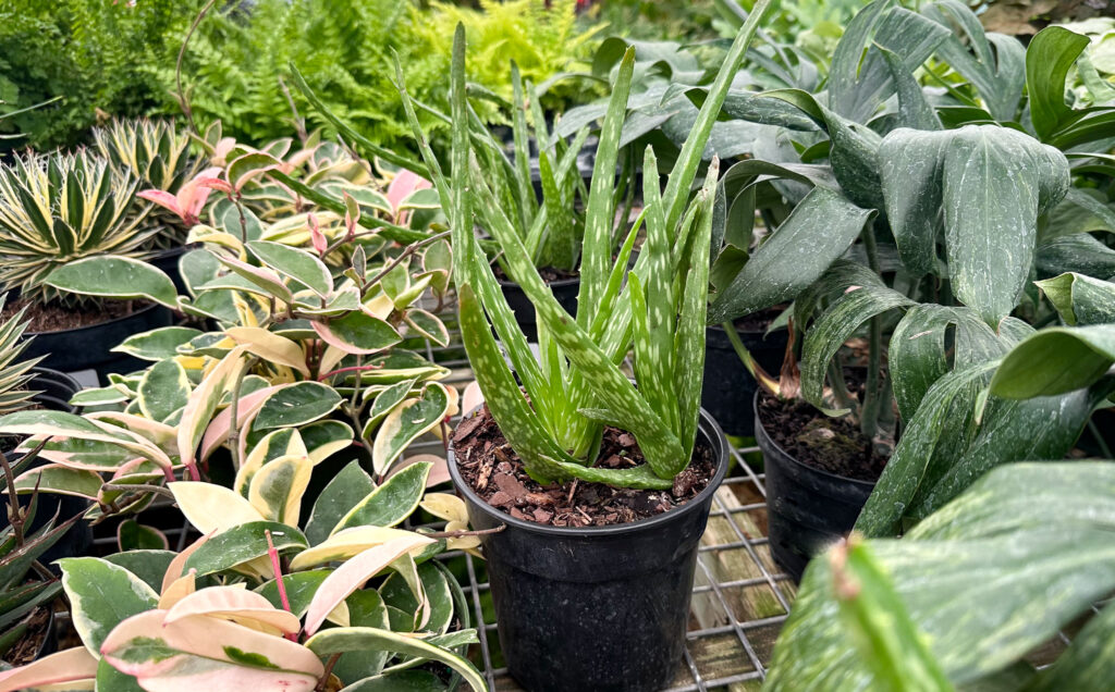 aloe vera plant surrounded by other plants
