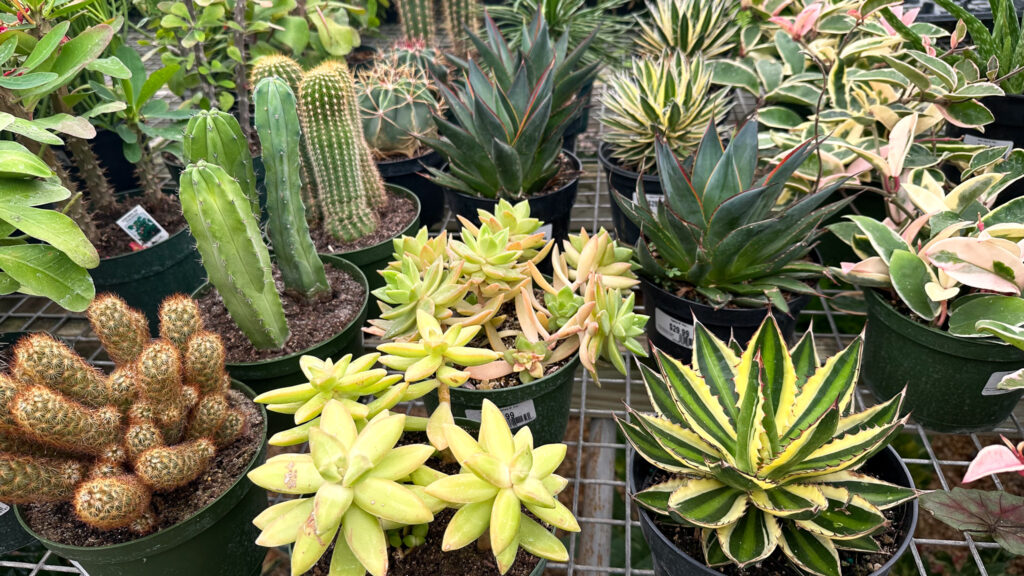 cacti and succulents at plant store