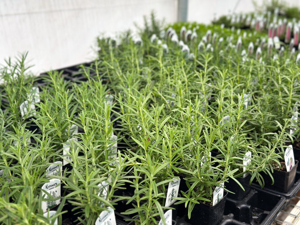rosemary in plant nursery