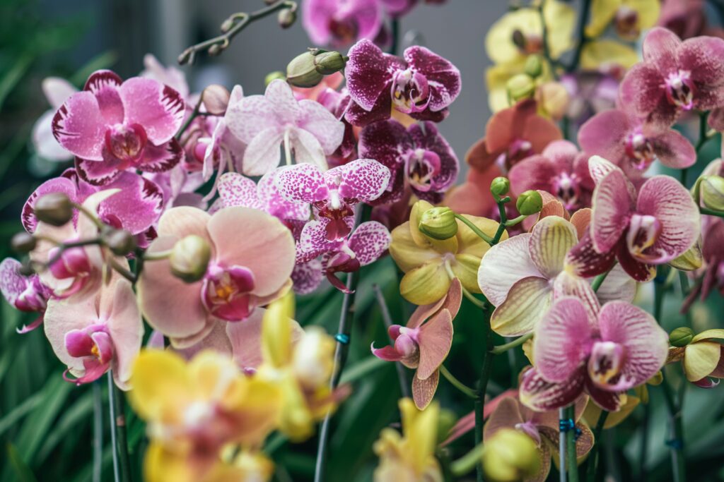colorful orchids close up